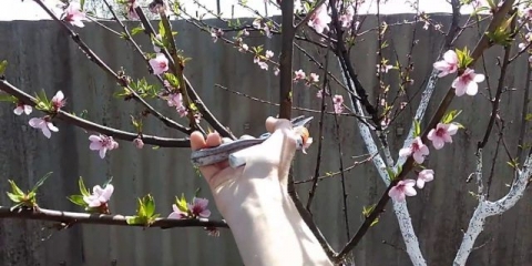 Kako orezati breskvu u proljeće i ljeto